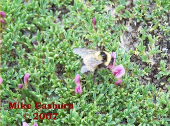 Alpine Bumble Bee