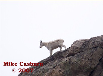 Mountain Goats on the Ridge