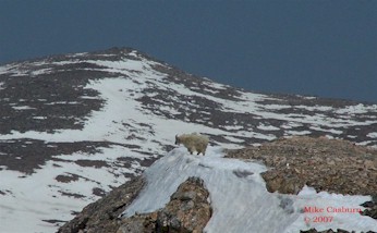 Mountain Goat