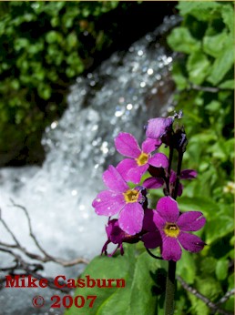 French Creek Falls 