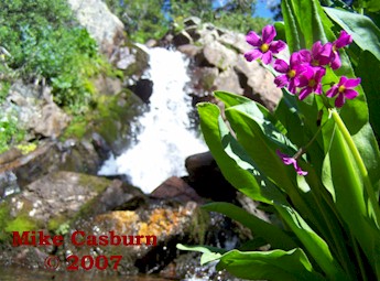 French Creek Falls