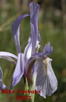 Wild Iris