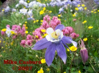 Columbines With Rose Paintbrush